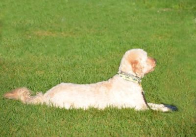 動物を飼う前に家族で読んでほしい絵本 ずーっとずっとだいすきだよ の感想 ママと子供のｈａｐｐｙ ｌｉｆｅ