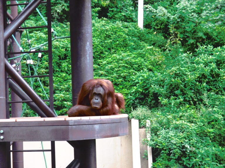 福岡市動物園の料金や子連れで行ってきた感想 坂がかなりきつかった ママと子供のｈａｐｐｙ ｌｉｆｅ