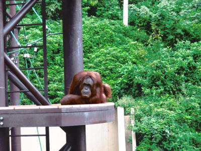 福岡市動物園の料金や子連れで行ってきた感想 坂がかなりきつかった