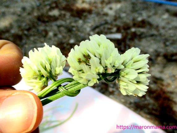 シロツメクサの花冠の作り方 簡単なコツや最後の止め方を紹介 ママと子供のｈａｐｐｙ ｌｉｆｅ